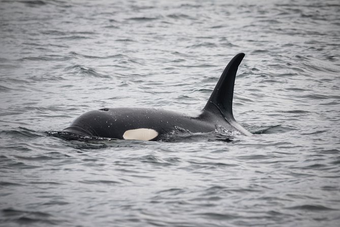 Wildlife Viewing, Sightseeing and Whale Watching Quest - Thomas Basin to Open Water: Starting in a Working Harbor