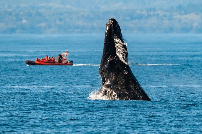 Winter Victoria Whale and Wildlife Zodiac Tour - Key Things I’d Plan Around