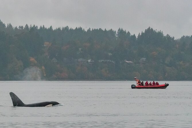 Winter Victoria Whale and Wildlife Zodiac Tour - Cold-Weather Wildlife Viewing from Victoria’s Inner Harbour
