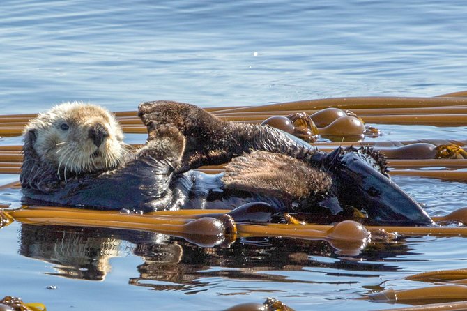 Winter Victoria Whale and Wildlife Zodiac Tour - Hydrophone Whale Calls: Sound You Can Actually Notice