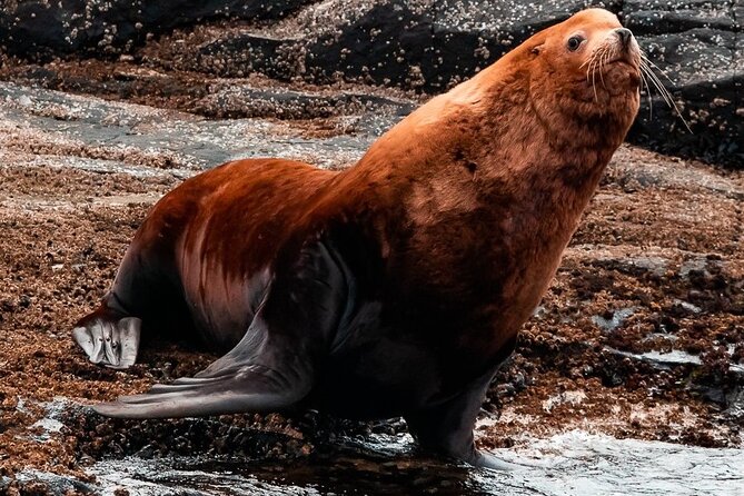 Winter Victoria Whale and Wildlife Zodiac Tour - Price and Value: Is $129.32 a Good Deal?