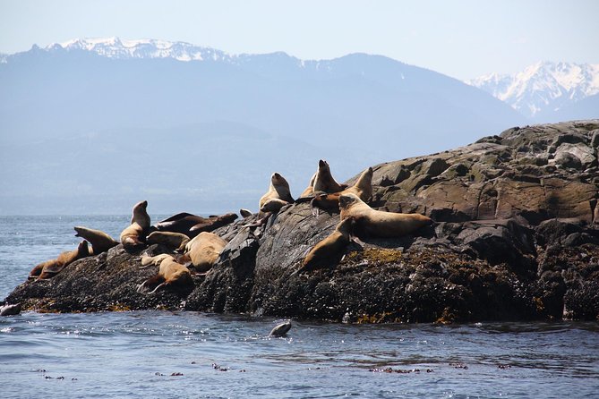 Winter Victoria Whale and Wildlife Zodiac Tour - Who Should Book This Winter Whale and Wildlife Zodiac Tour