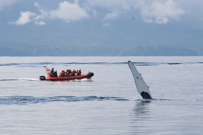 Winter Victoria Whale and Wildlife Zodiac Tour - The Zodiac Ride: Cruiser Suits, Small Boat, and Big Winter Views