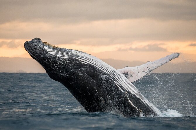 Winter Whale Watching Adventure in Kauai - Key highlights you’ll care about