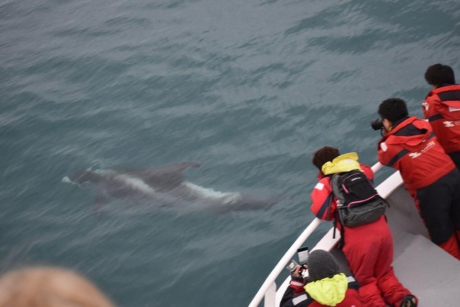 Winter Whale Watching and Northern Lights Cruise from Reykjavik - A 5-hour winter plan that actually makes sense