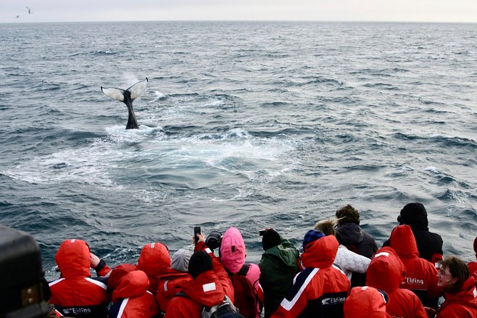 Winter Whale Watching and Northern Lights Cruise from Reykjavik - The sighting guarantee: what it means for your risk level