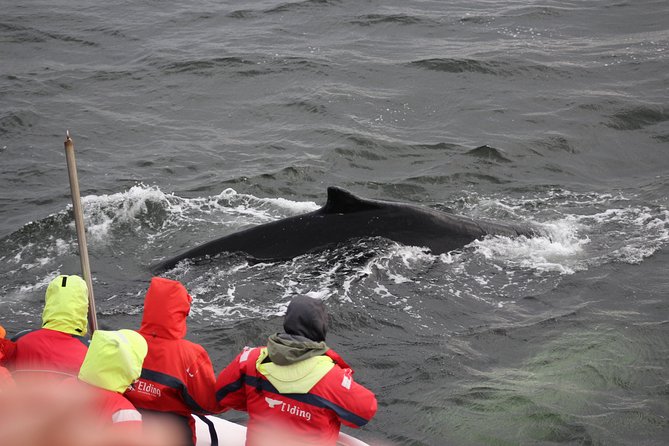 Winter Whale Watching and Northern Lights Cruise from Reykjavik - The combo format: what’s good and what can go wrong