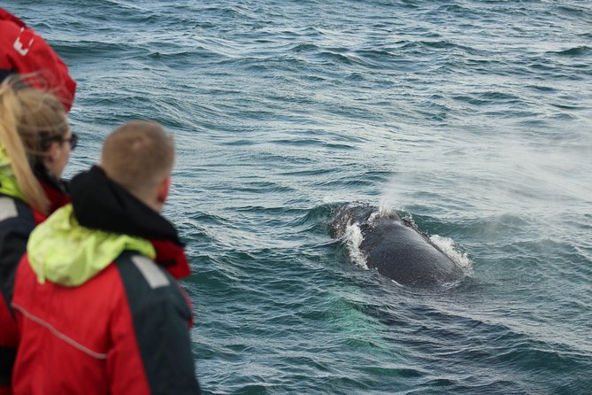 Winter Whale Watching and Northern Lights Cruise from Reykjavik - What’s included (and what you’ll pay for)