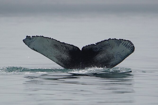 Wonderful Whales and Wildlife Tour - Getting to Hoonah from Icy Strait Point Without the Headache