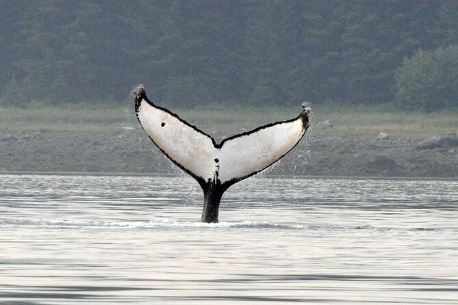 Wonderful Whales and Wildlife Tour - Why Shawn’s Guide Style Changes Your Odds
