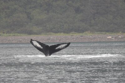 Wonderful Whales and Wildlife Tour - The Hoonah Boat Part: Where the Wildlife Time Starts