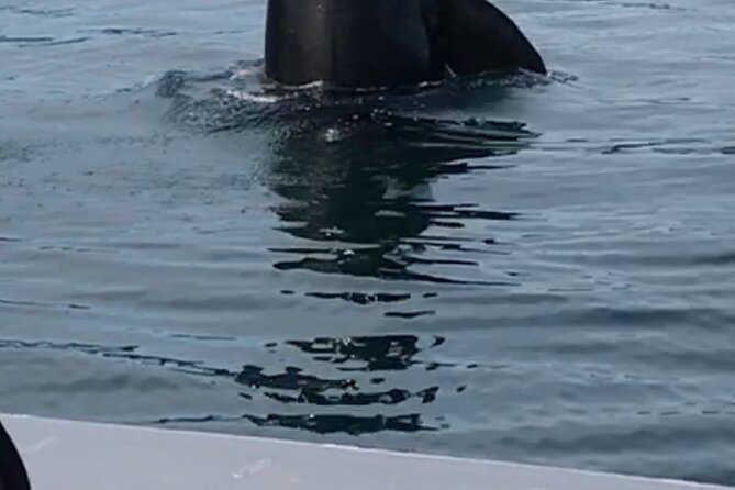 Wonderful Whales and Wildlife Tour - Returning to Icy Strait Point: Easy Letdown, Not a Long Walk