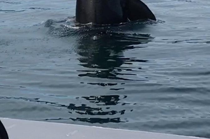 Wonderful Whales and Wildlife Tour - Price and Value: $285 for a Short, Focused Charter
