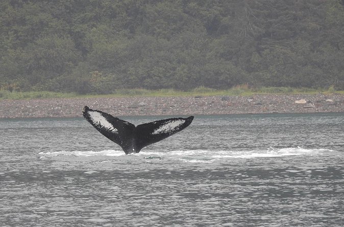 Wonderful Whales and Wildlife Tour - When Weather Rules the Day