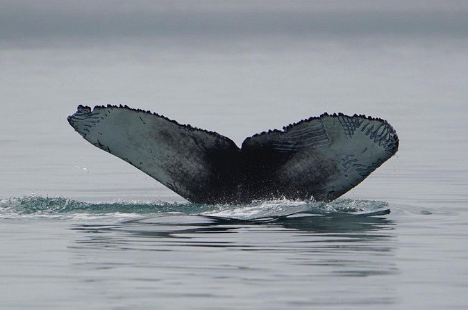 Wonderful Whales and Wildlife Tour - Who This Tour Fits Best (And Who Might Not Love It)