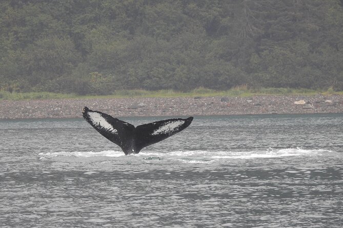 Wonderful Whales and Wildlife Tour - The Hoonah Boat Part: Where the Wildlife Time Starts