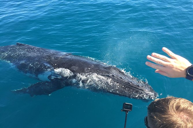 World class Whale Watching from Hervey Bay - Key things I’d mark on my map before you book