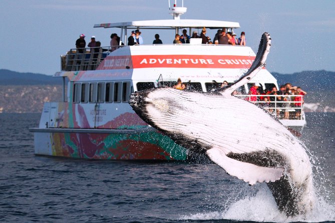 World class Whale Watching from Hervey Bay - Whale season in Hervey Bay: when timing actually matters