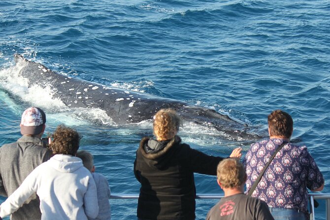 World class Whale Watching from Hervey Bay - The 4-hour itinerary in plain terms: what happens on the water