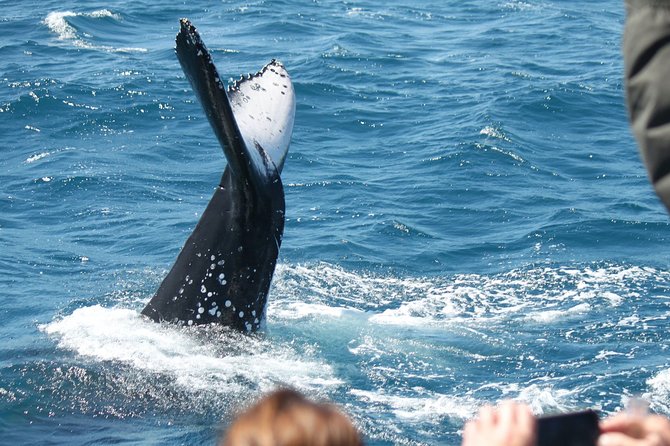 World class Whale Watching from Hervey Bay - Guaranteed sightings: what it means for your expectations