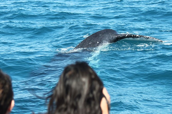 World class Whale Watching from Hervey Bay - Who should book this Hervey Bay whale cruise