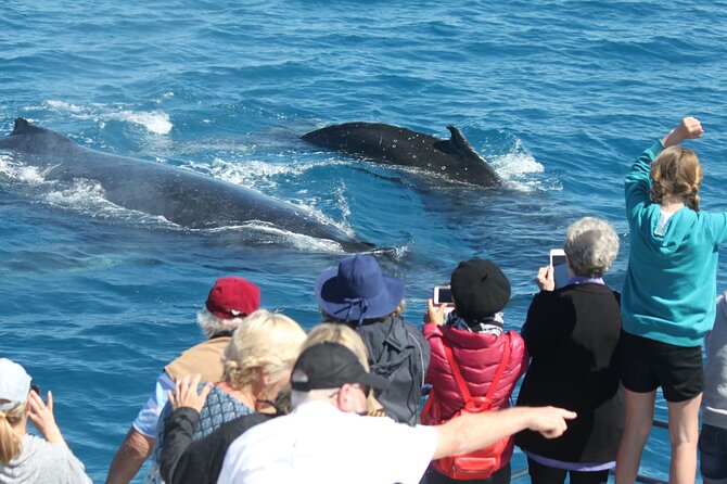 World class Whale Watching from Hervey Bay - MV Amaroo catamaran: how the boat setup improves your odds