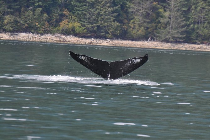 Zodiac Boat Whale and Wildlife 6-Hour Tour from Campbell River - Lunch, Coffee/Tea, and Floater-Suit Comfort: Small Details That Matter