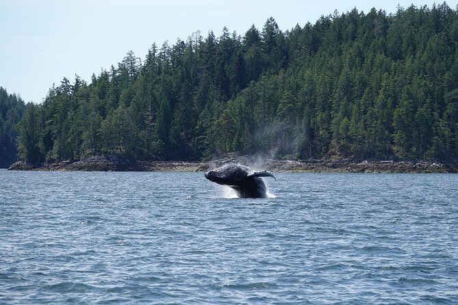Zodiac Boat Whale and Wildlife 6-Hour Tour from Campbell River - Price and Value: What $251.72 Buys on a 6-Hour Wildlife Day