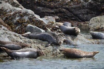 Zodiac Boat Whale and Wildlife 6-Hour Tour from Campbell River - The Boat Captain’s Role: Why the Guiding Style Shows Up in the Best Moments