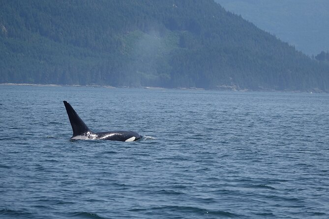 Zodiac Boat Whale and Wildlife 6-Hour Tour from Campbell River - Should You Book This Zodiac Tour Out of Campbell River?