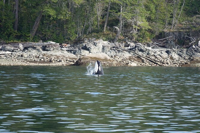 Zodiac Boat Whale and Wildlife 6-Hour Tour from Campbell River - FAQ