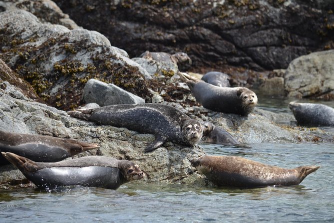 Zodiac Boat Whale and Wildlife 6-Hour Tour from Campbell River - The Boat Captain’s Role: Why the Guiding Style Shows Up in the Best Moments