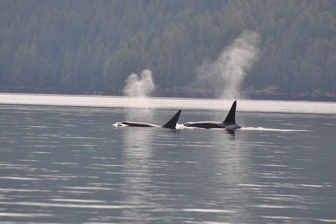 Zodiac Boat Whale and Wildlife 7-8-Hour Tour from Campbell River - Zodiac On Vancouver Island: Why 7–8 Hours Beats a Quick Sighting