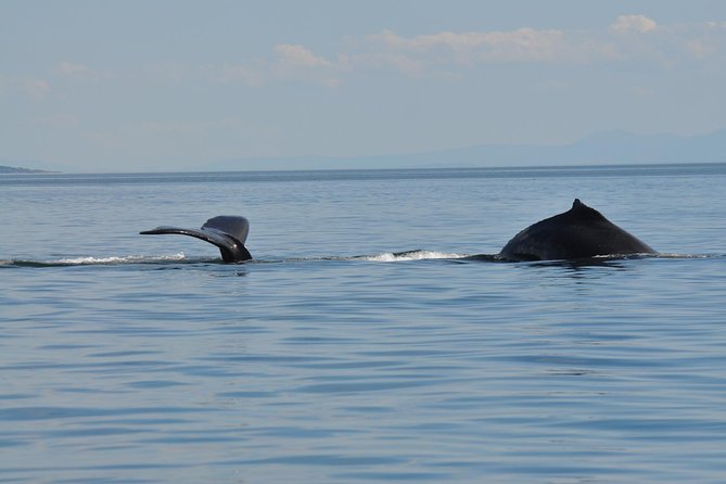 Zodiac Boat Whale and Wildlife 7-8-Hour Tour from Campbell River - Weather, Seas, and Safety: The Practical Side of Zodiac Whale Watching