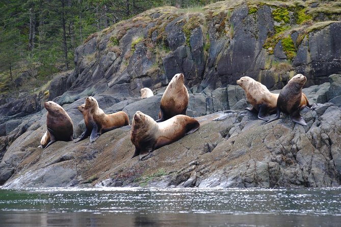 Zodiac Boat Whale and Wildlife 7-8-Hour Tour from Campbell River - Should You Book This Tour from Campbell River?